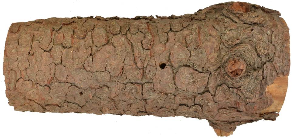 Pa CZ Pinus uncinata.JPG